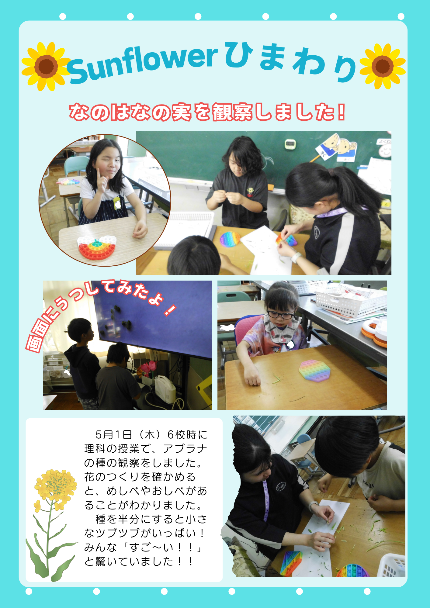 Sunflowerひまわり