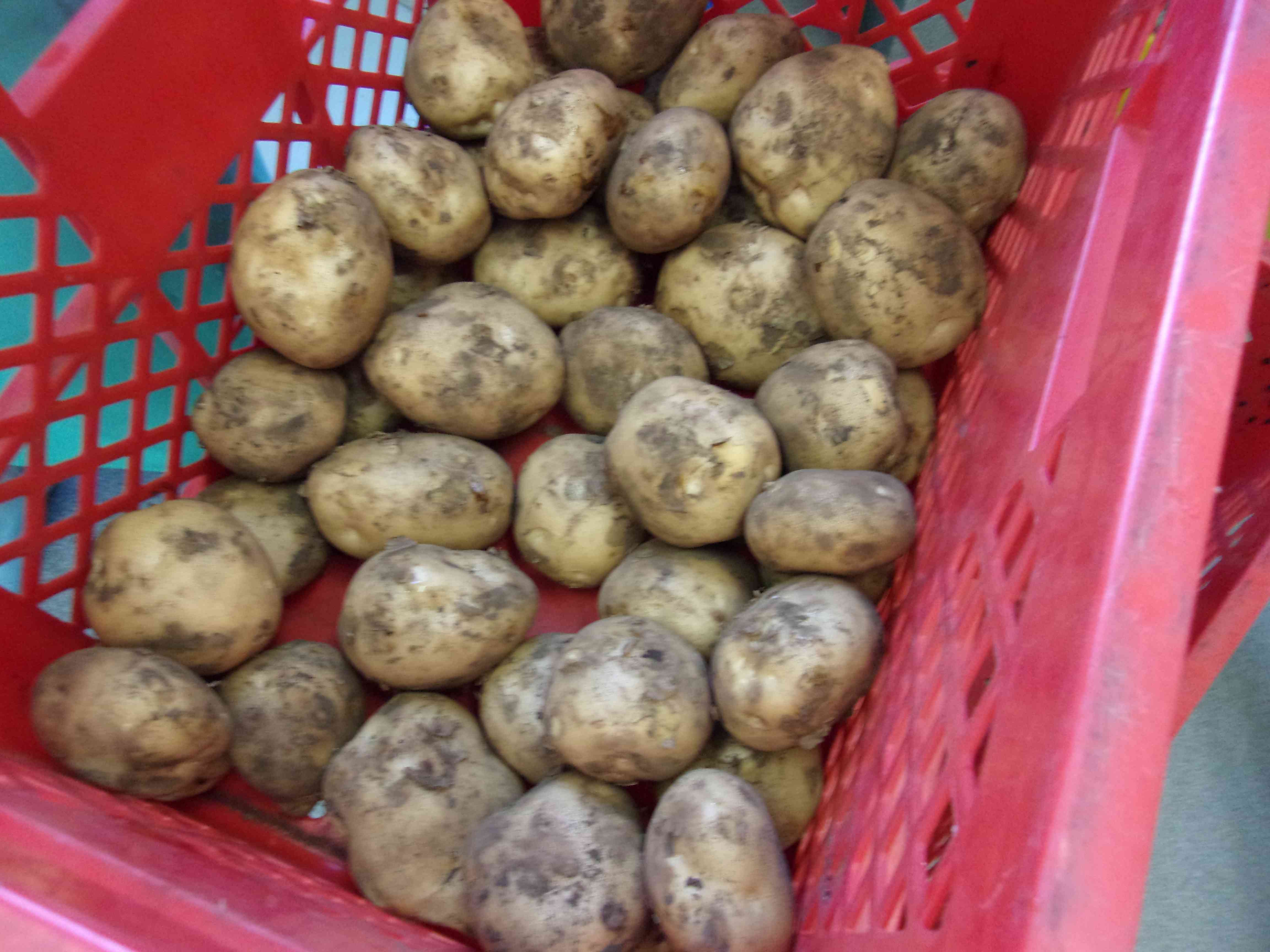 2025.12.17 じゃがいも